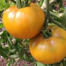 Golden Jubilee Tomato Seeds