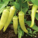 Banana Pepper Seeds Organic