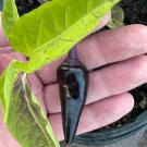 Black Hungarian Pepper Seeds Hot Organic