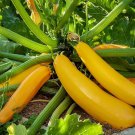 Golden Zucchini Summer Squash Seeds