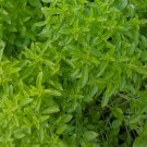 Spicy Globe Bush Basil Seeds