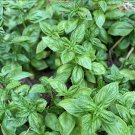 Italian Large Leaf Basil Seeds