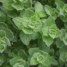 Greek Oregano Herb