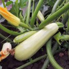 Lebanese White Bush Squash White Marrow Summer Squash