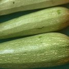 Genovese Italian Zucchini