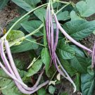 Mosaic Yard Long Bean