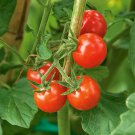 Matt'S Wild Cherry Tomato Organic