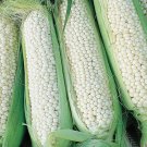Country Gentleman Corn Sweet