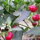 Sweet Red Cherry Pepper