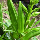 Clemson Spineless Okra