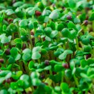 Basic Salad Microgreen Mix Organic