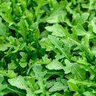 Slow Bolt Arugula