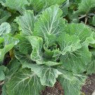 Portuguese Kale