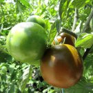 Pigletwillie'S French Black Tomato Organic
