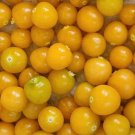 Golden Berry Aka Peruvian Ground Cherry Cape Gooseberry