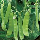Mammoth Melting Sugar Snow Pea