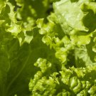 Grand Rapids Leaf Lettuce 200 Seeds