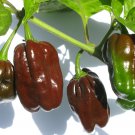 Chocolate Habanero Hot Pepper 10 Seeds