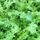 Mizuna Mustard 25 Seeds