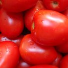 Amish Paste Tomato 25 Seeds