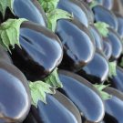 Black Beauty Eggplant 25 Seeds