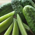 National Pickling Cucumber 25 Seeds