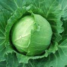 Brunswick Cabbage 25 Seeds
