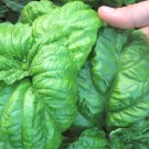 Mammoth Basil 25 Seeds