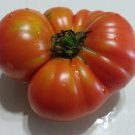 Super Sioux Tomato 10 Seeds