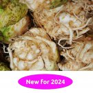 Giant Prague Celeriac 500 Seeds