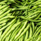 Provider Bush Bean 20 Seeds