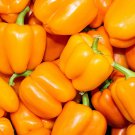 Orange Sun Pepper 20 Seeds