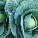 Early Jersey Wakefield Cabbage 25 Seeds