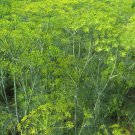 Mammoth Long Island Dill 25 Seeds
