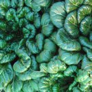 Tatsoi 100 Seeds