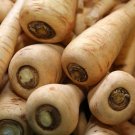Hollow Crown Parsnip 25 Seeds