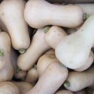 Waltham Butternut Squash 10 Seeds
