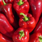 Ajvarski Sweet Pepper 15 Seeds