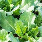 Premiere Kale 25 Seeds