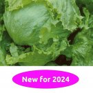 Great Lakes 118 Lettuce 200 Seeds