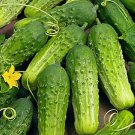 Boston Pickling Cucumber 25 Seeds