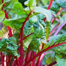 Rhubarb Swiss Chard 25 Seeds