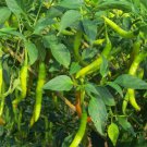 Pusa Jwala Pepper 10 Seeds