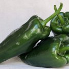 Poblano Hot Pepper 25 Seeds