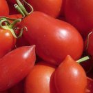 Chico Iii Tomato 10 Seeds