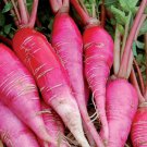 China Rose Radish 25 Seeds