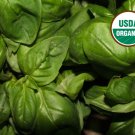Genovese Basil 25 Seeds