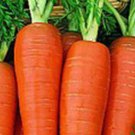 Danvers 126 Carrot 200 Seeds