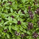 Siam Queen Basil 25 Seeds