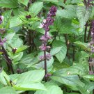 Cinnamon Basil 25 Seeds
